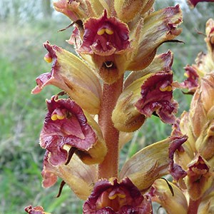 Greater Broomrape - Orobanche rapum-genistae © John Muddeman